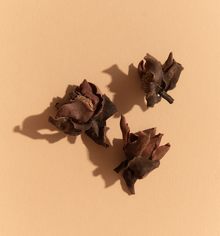 Herb Spotlight - Albizia 合欢皮