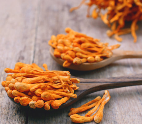Cordyceps: the 4 things it WON'T do!