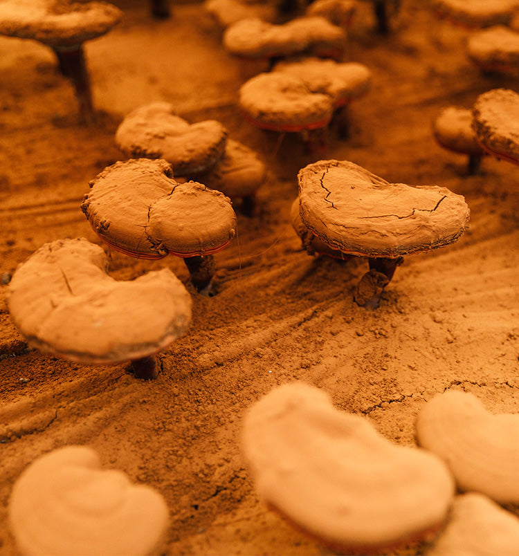 red-reishi-di-tao