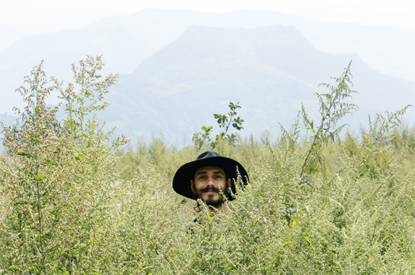 Astragalus Health Benefits For Vitality, Immunity and Energy