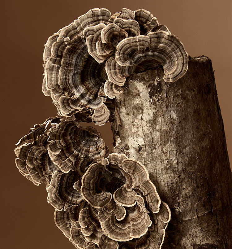 medicinal-mushroom