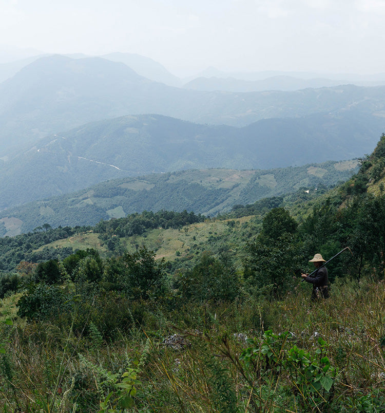 China-Sourced Herbs: Why We Are Proud To Source Our Herbs From China