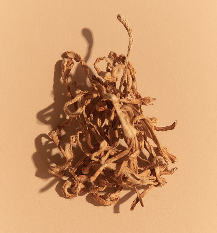 cordyceps-superfeast