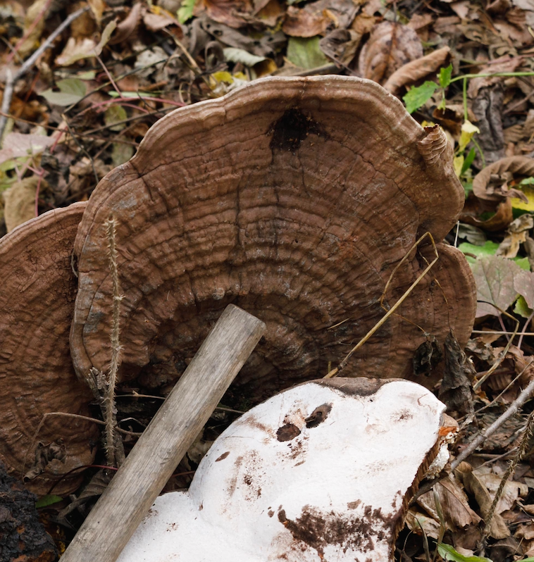 Di Dao: Why Where a Mushroom Grows Really Matters