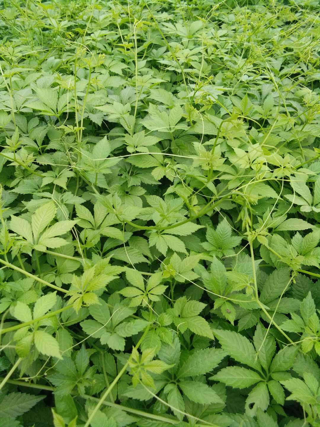 From Famine Food to Immortality Herb - The 600-Year Journey of Gynostemma