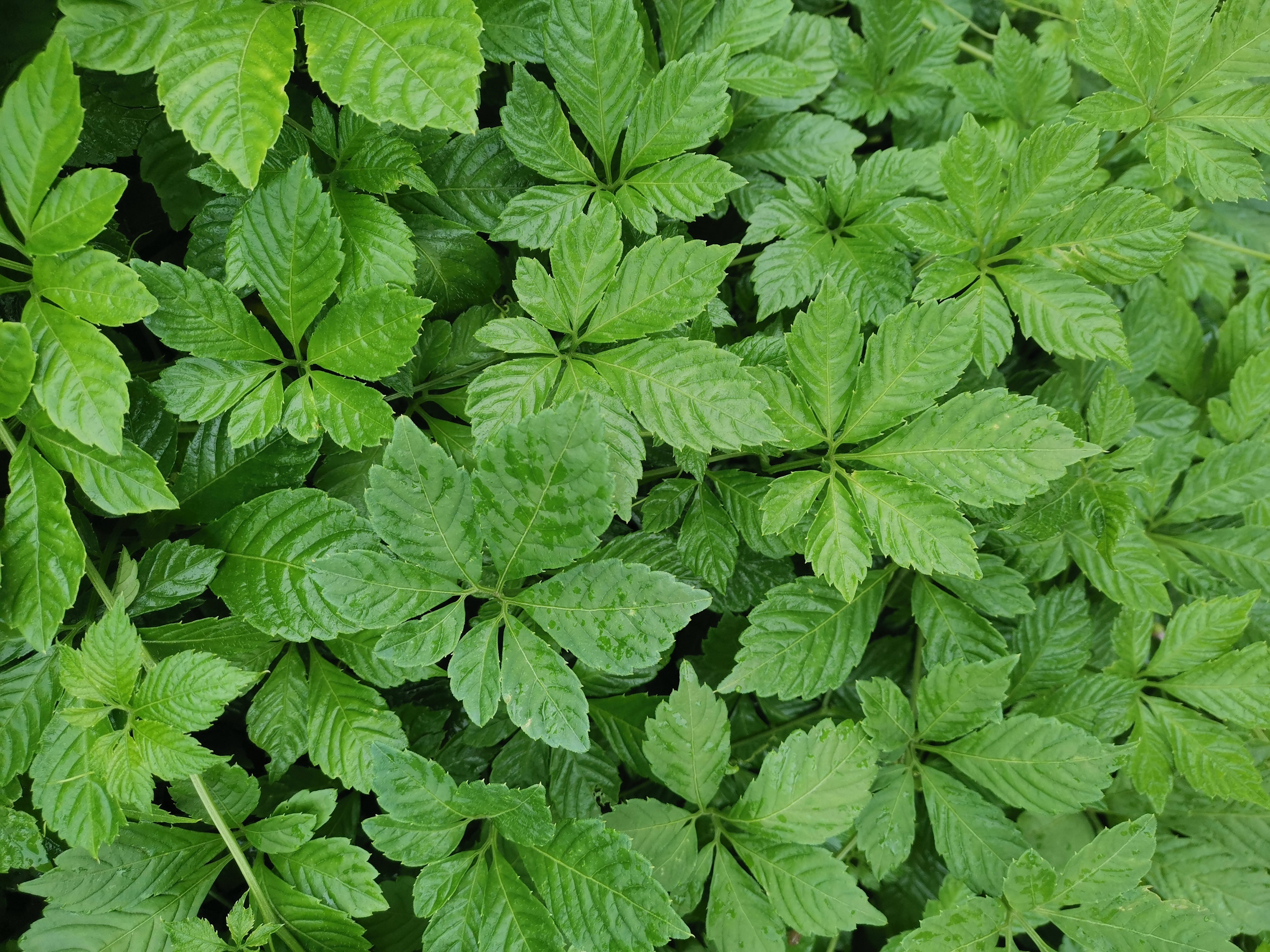 Gynostemma Tea - Background and Benefits