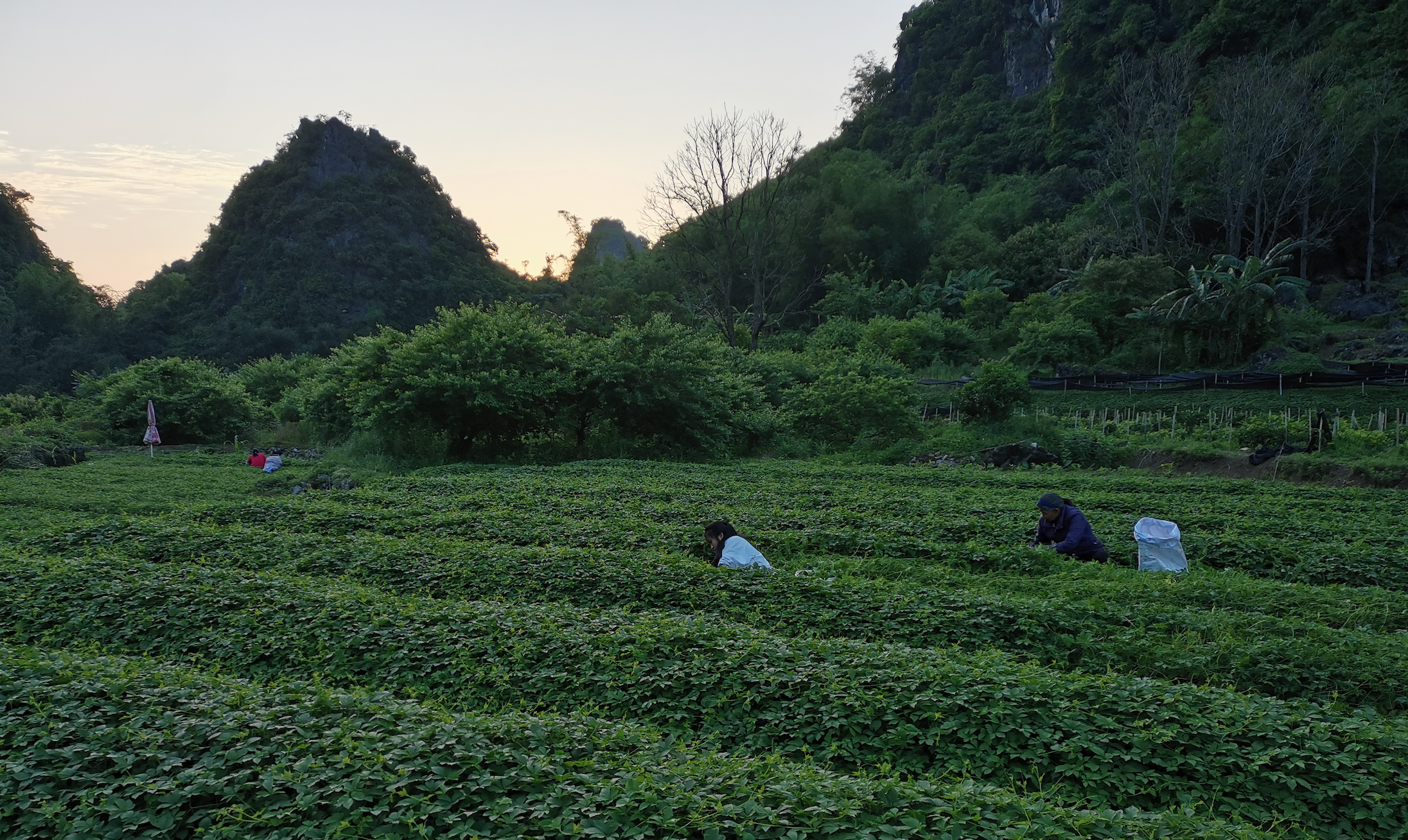 An Introduction to ‘The Healthiest Tea in the World’ - Gynostemma