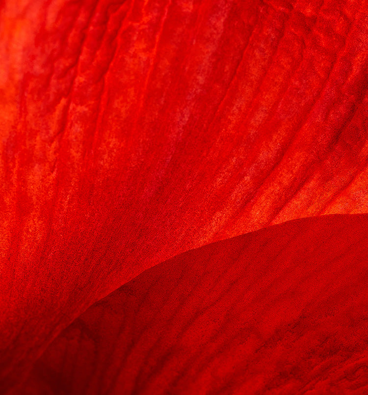 Through The Taoist Lens: The Heart & Small Intestine