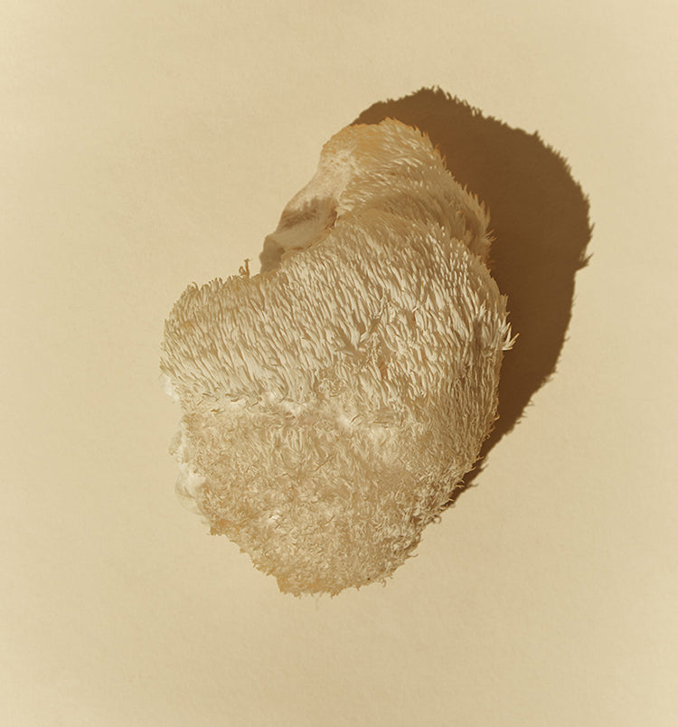 5 Reasons You Should Be Taking Lion’s Mane For Your Brain