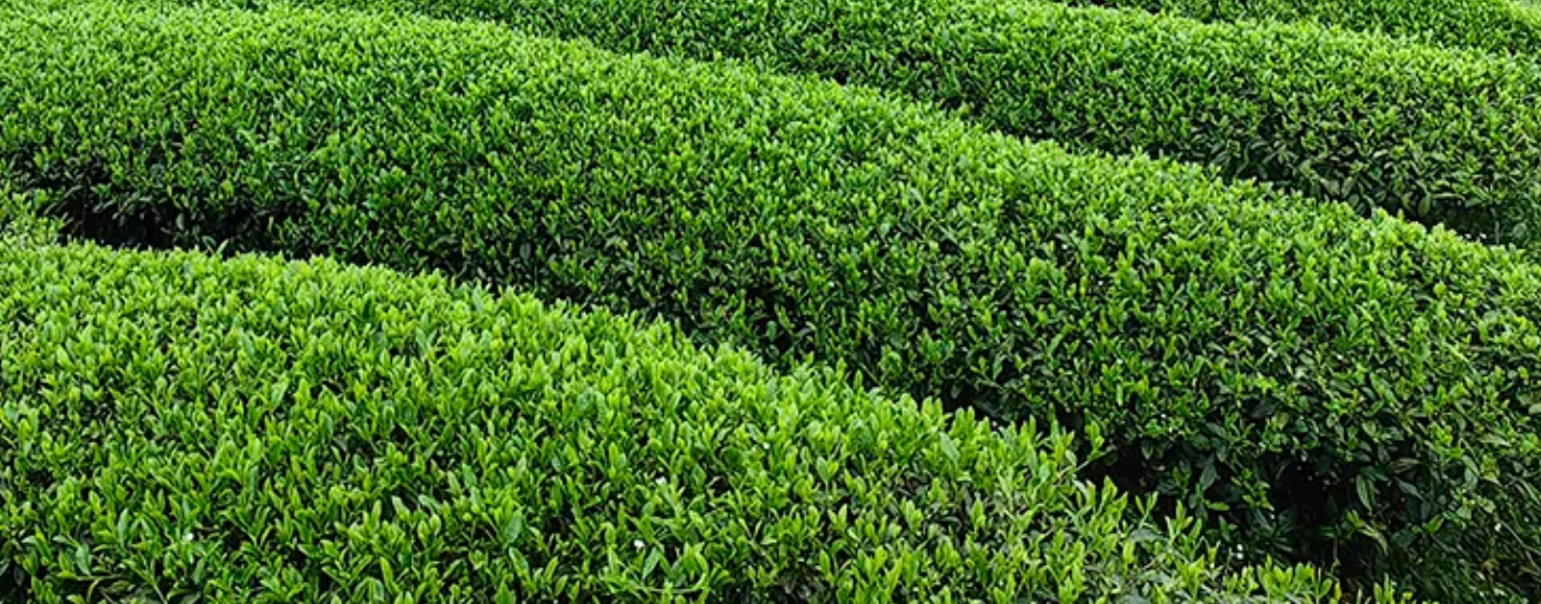 Matcha History