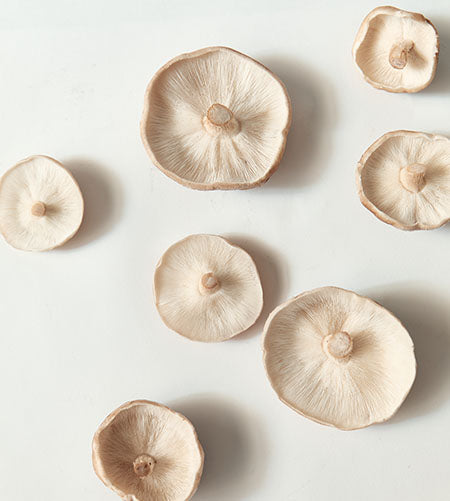 Pictures of Medicinal Mushroom