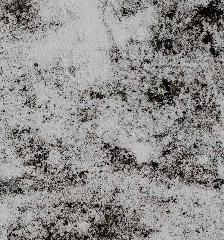 How to Prevent and Combat Mould