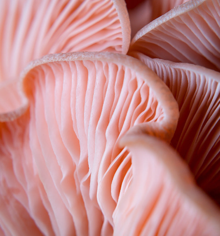 Fruiting Body vs. Mycelium