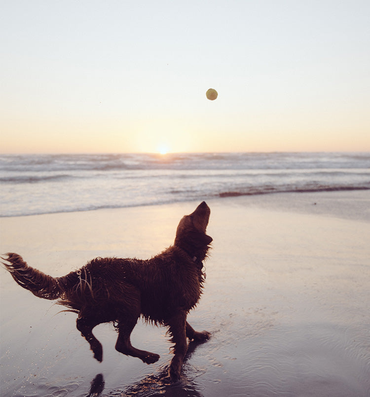 Animals and Pets - Tonic Herbs & All Your Questions on Dosage Answered