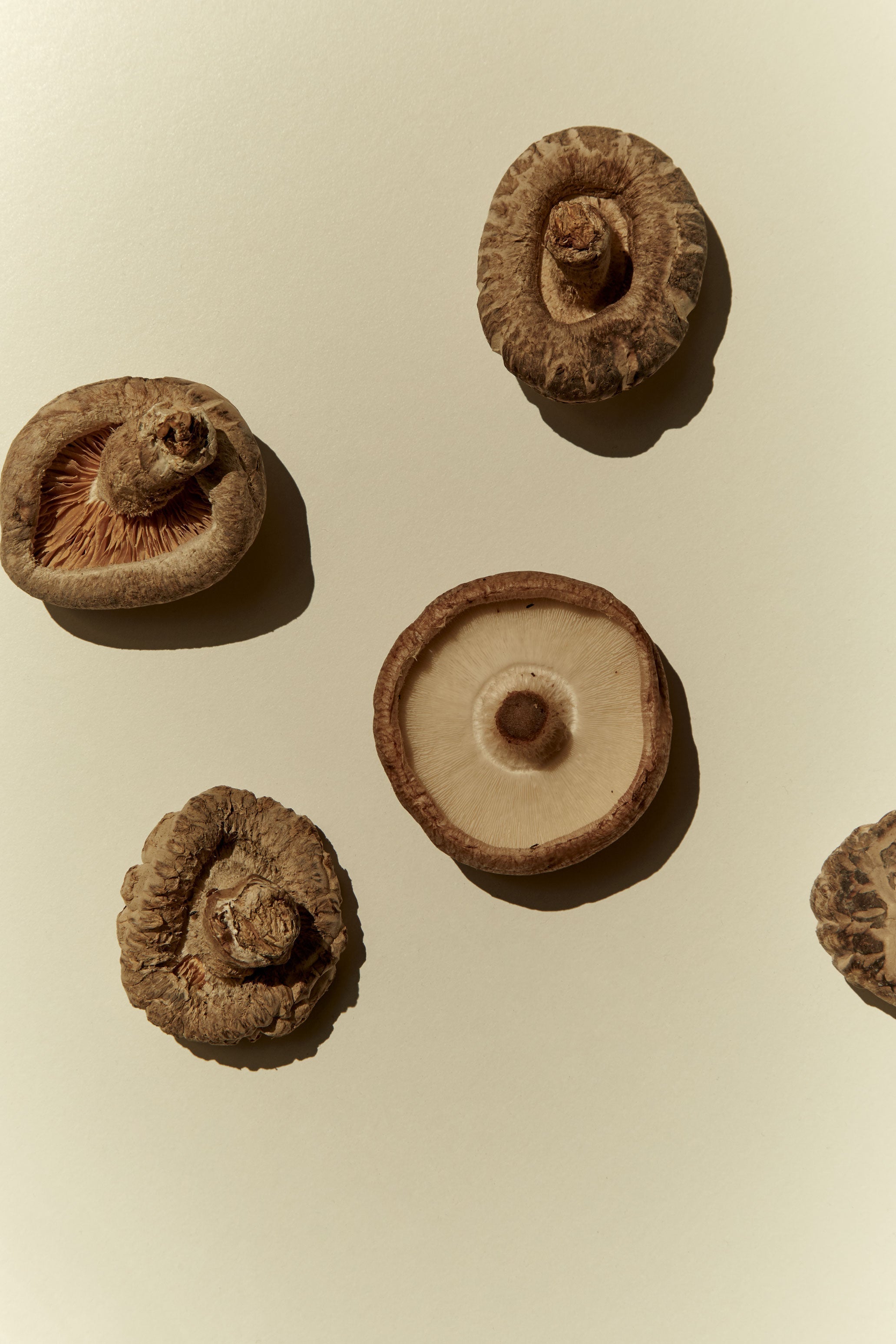 Shiitake - The Dark Horse of Medicinal Mushrooms