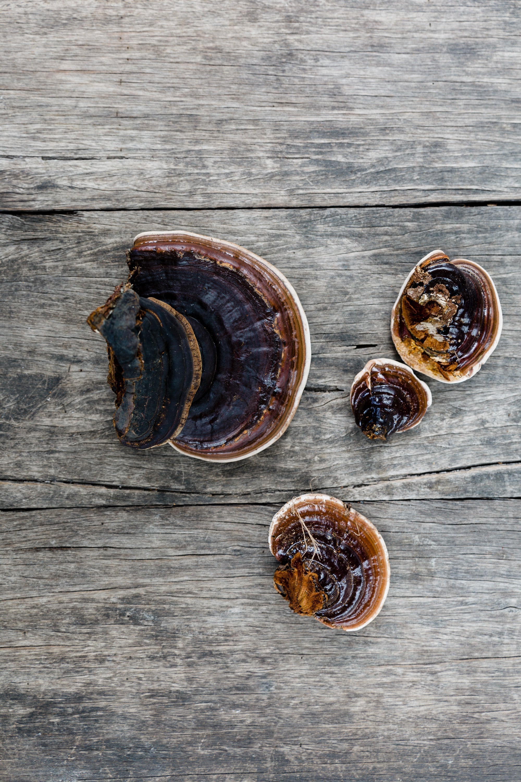 Beta-Glucans: The Compound Brands Mention, But Few Understand Completely
