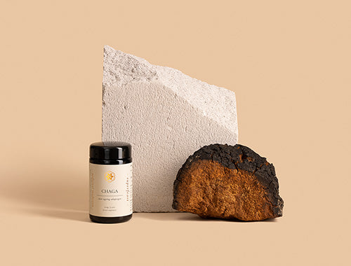 Chaga-mushroom-wild