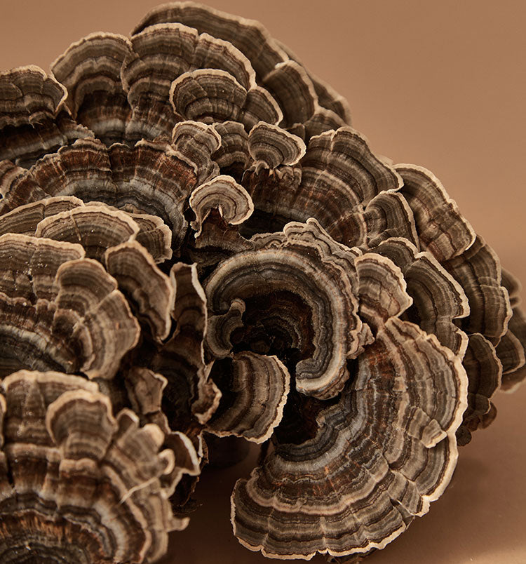 Turkey Tail Mushroom - The Incredible Health Benefits