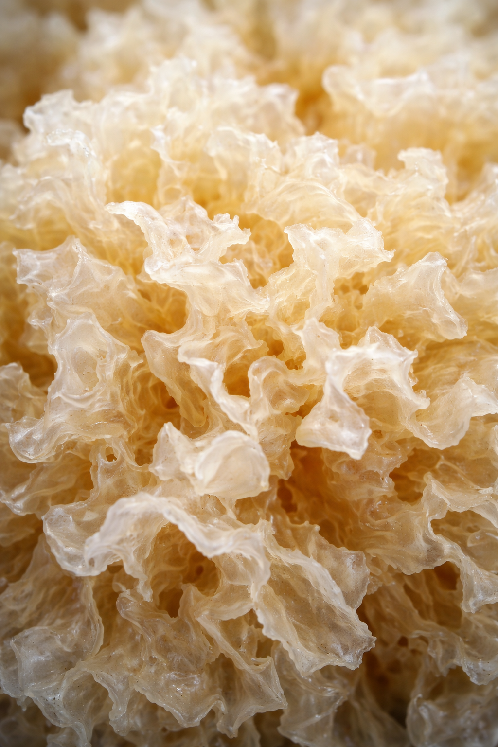 Why Is Tremella So Trendy Right Now?