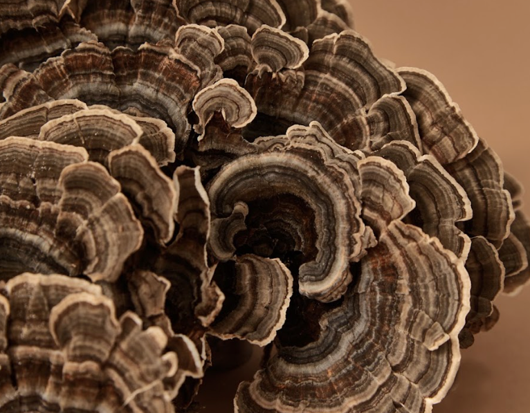 What Are Medicinal Mushrooms - And Why Are They Different From Everything Else?