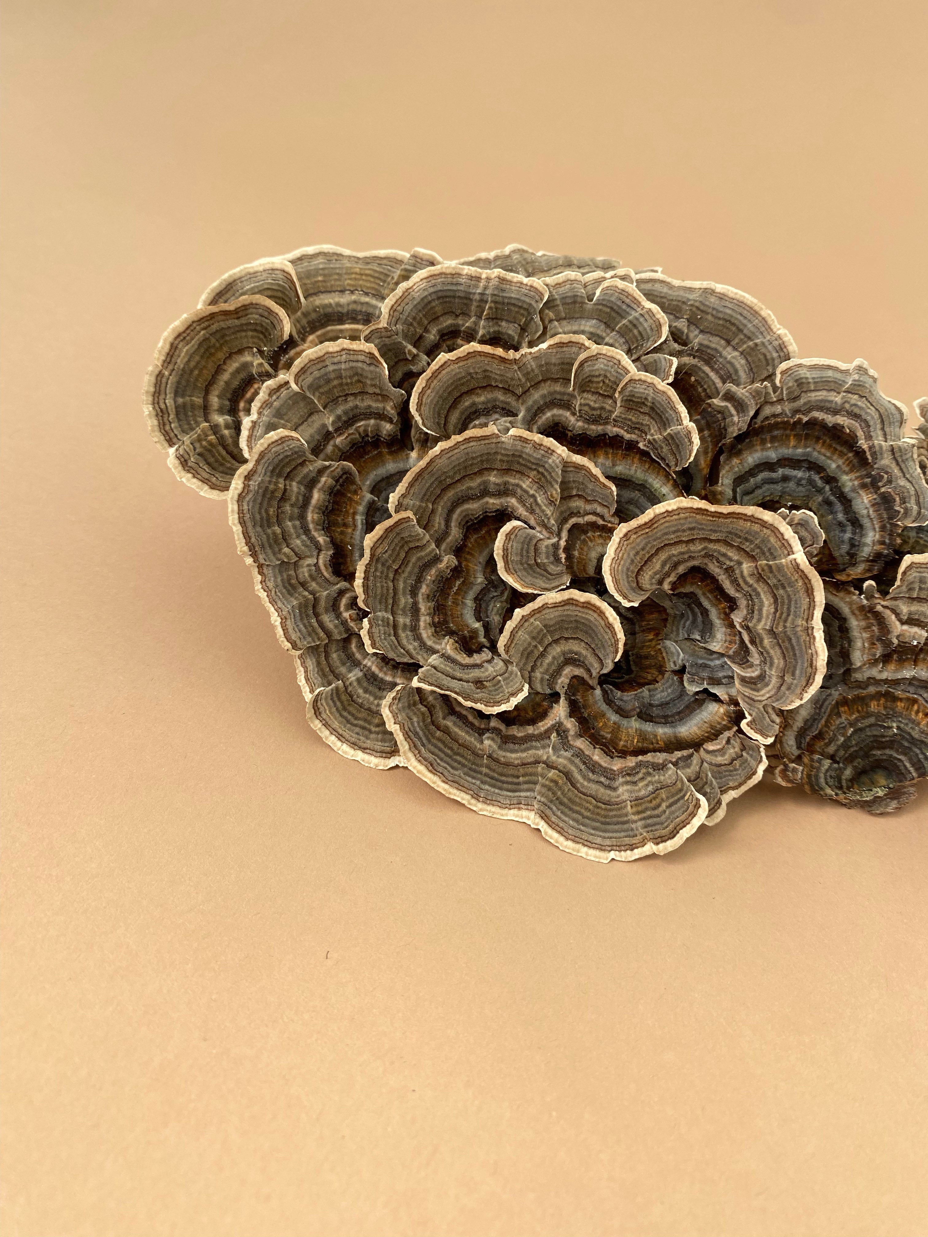 Turkey Tail - Why It’s Been Dubbed the Clinician's Choice of Medicinal Mushrooms