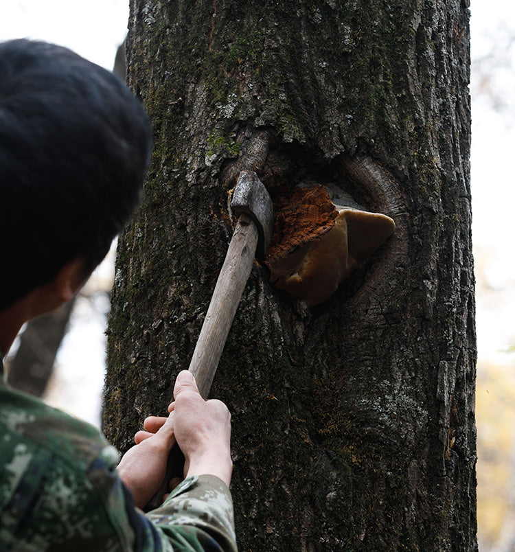 Wood vs. Grain Grown Medicinal Mushrooms
