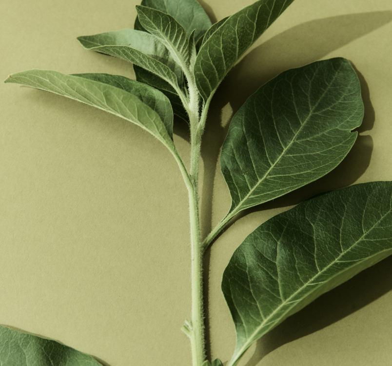 Ashwagandha: When It Is - and Isn’t - Right (And Why That’s a Gift)