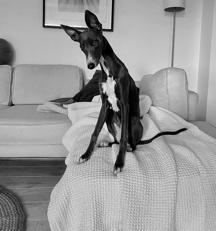 SuperFeast-dog