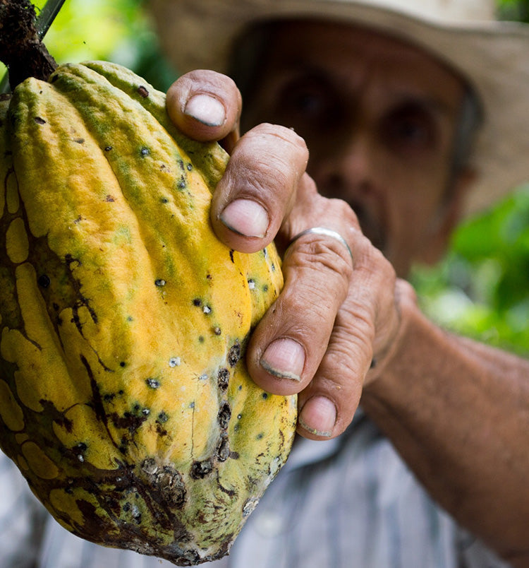 SuperFeast Medicinal Mushrooms