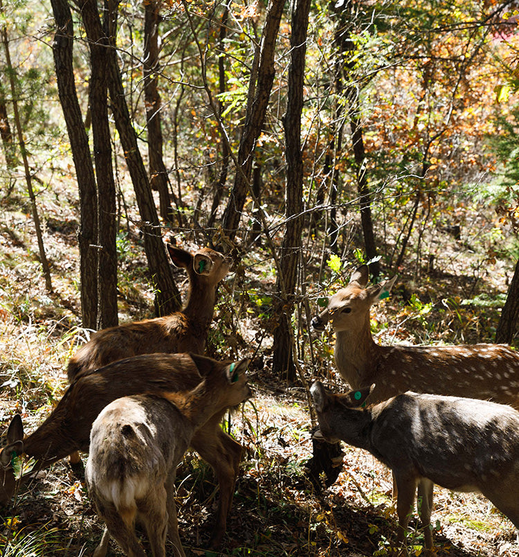 deer-antler-di-tao