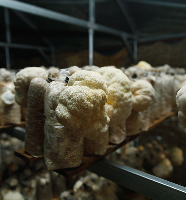 Lion's Mane: A Mushroom That Improves Your Memory and Mood.