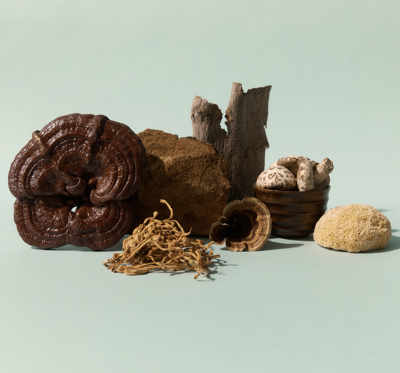 Medicinal Mushrooms and the Immune System: Intelligence, Modulation & Traditional Wisdom