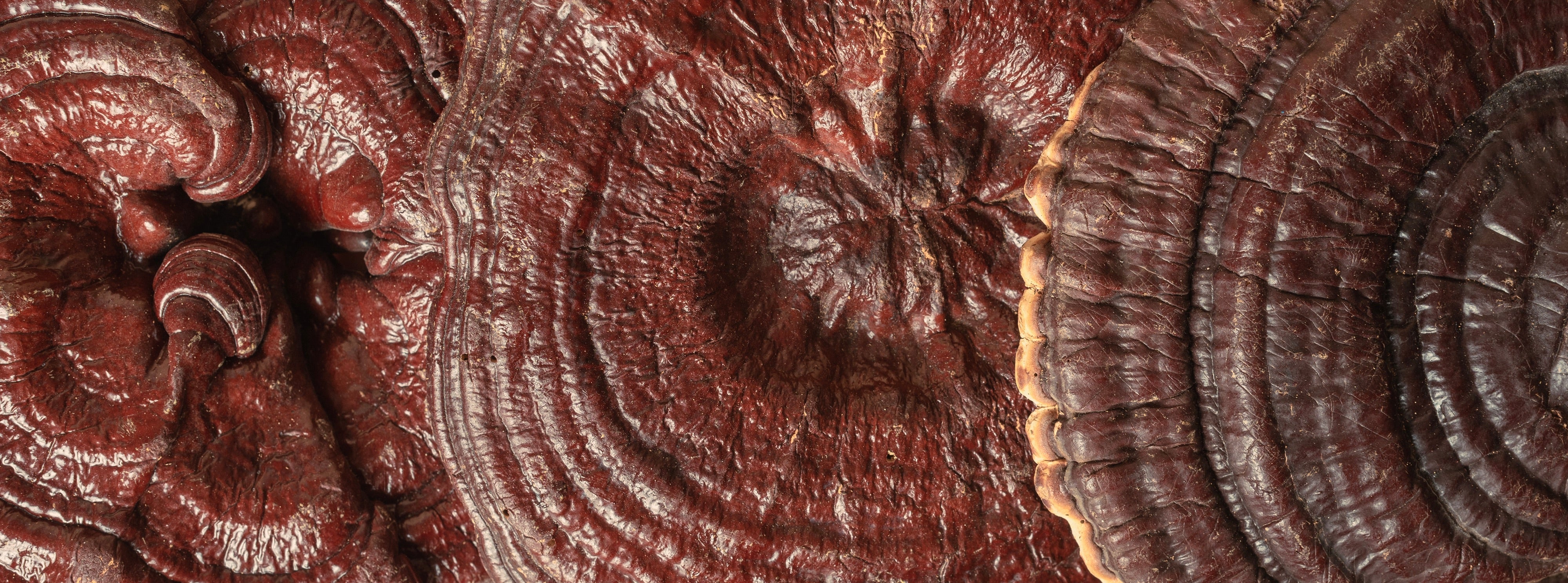 Reishi and the Three Levers of Immune Resilience