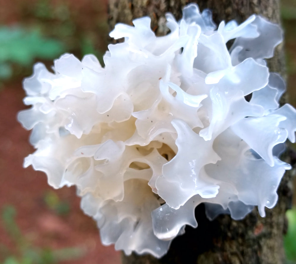 tremella-medicinal-mushroom