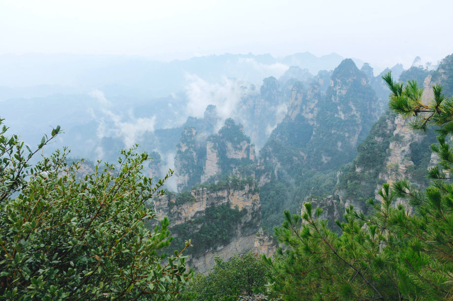 di-tao-beyond-organic-china