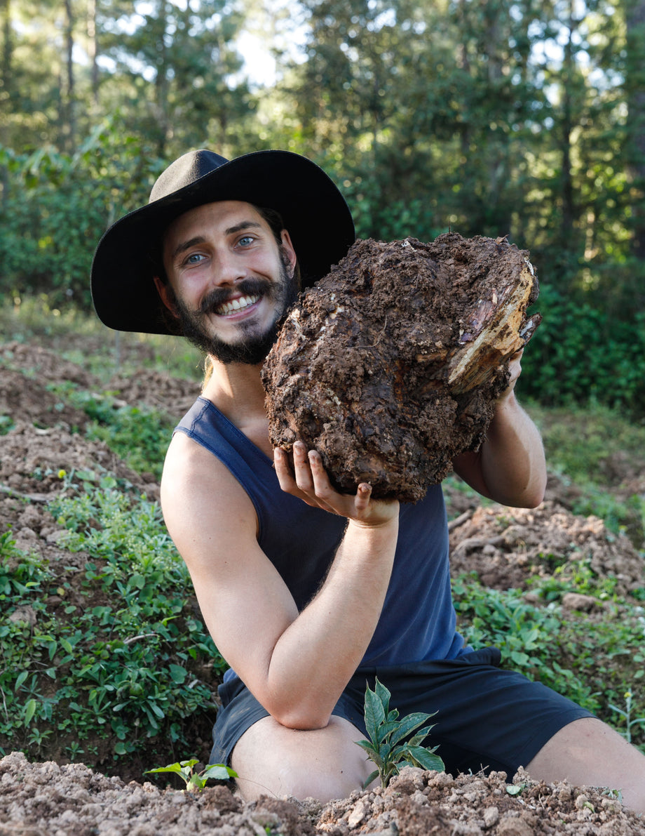 poria-mushroom