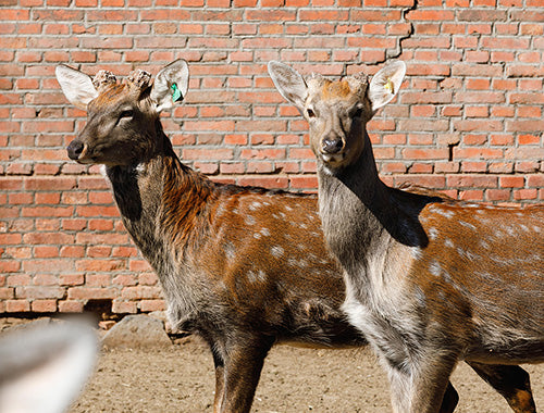 Deer Antler Velvet Extract
