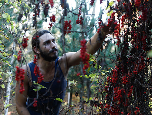 schizandra-farm-di-tao
