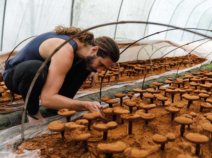 Tonic Herbalism 101 (Free Course)