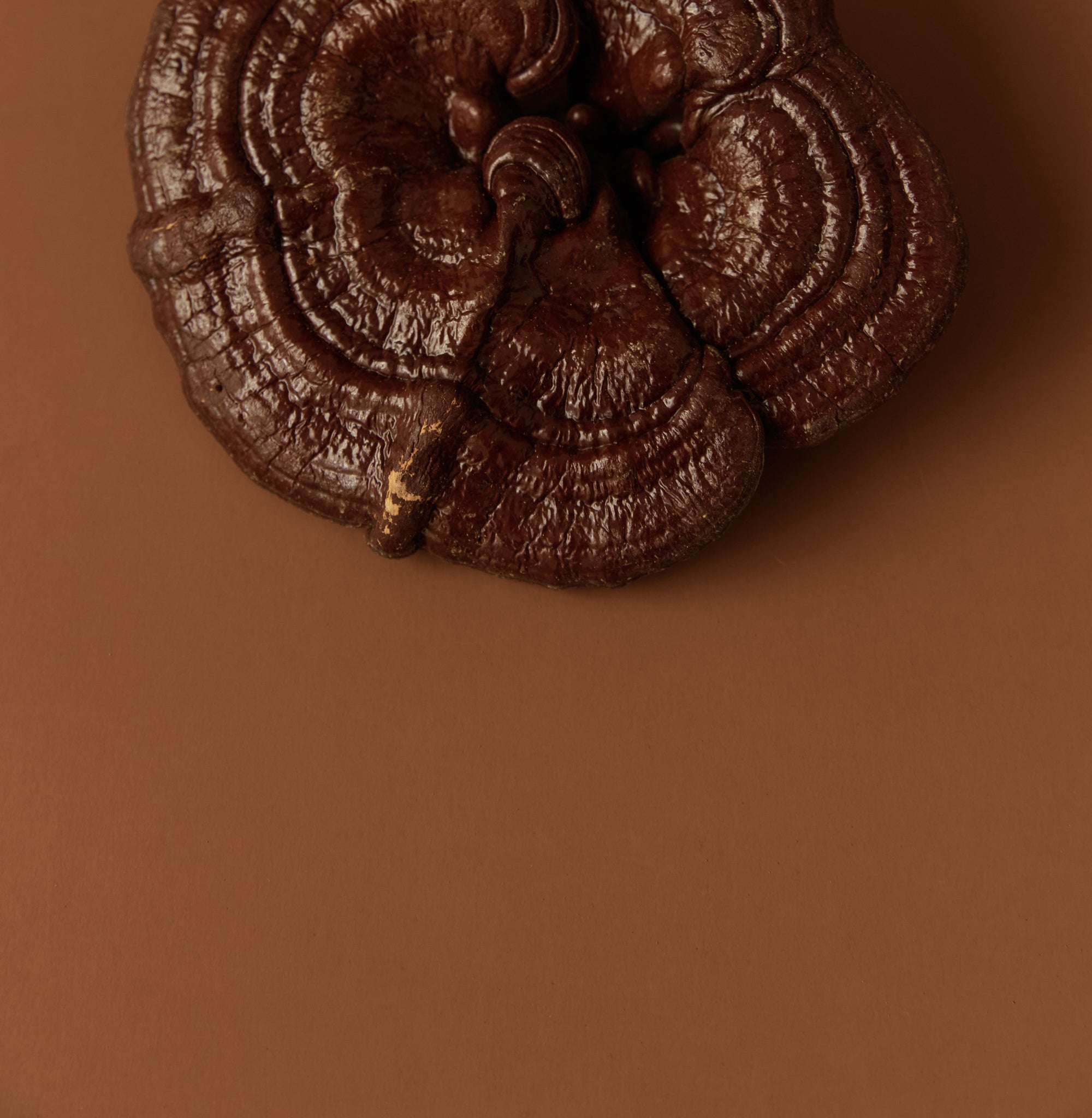 SuperFeast Reishi Products