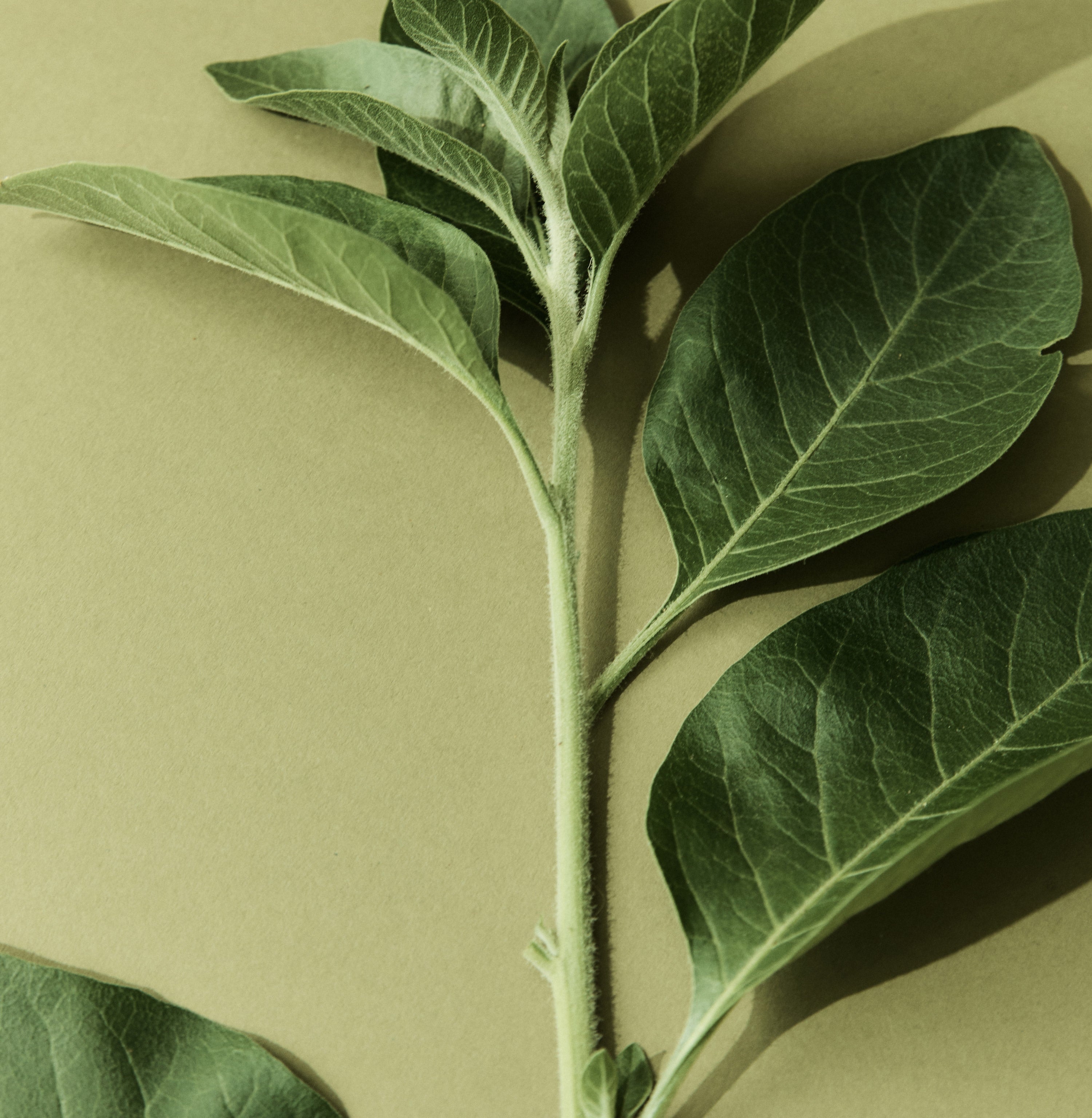 SuperFeast Tonic Herbs