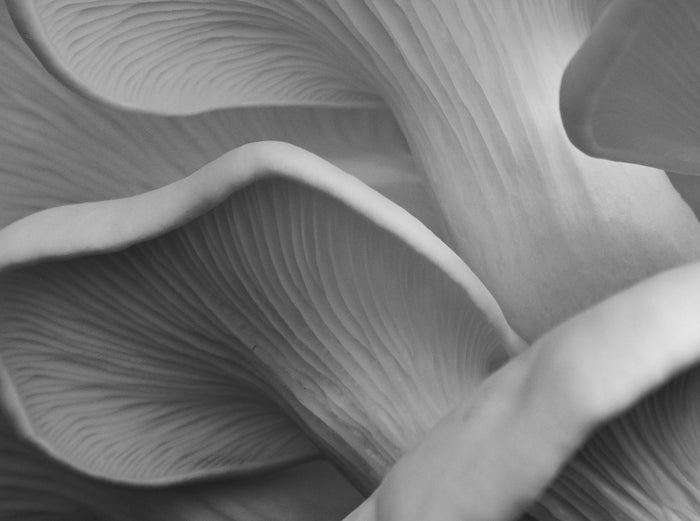 E-Book | The Beauty Bible