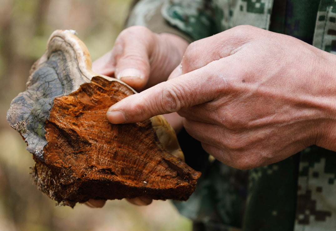 Turkey Tail