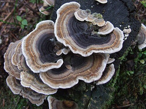 Ingredient Image