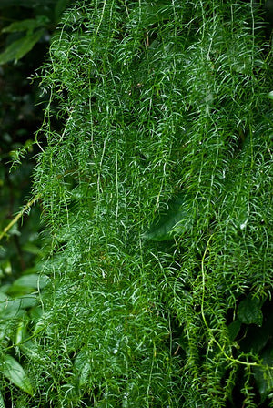 Ingredient Image