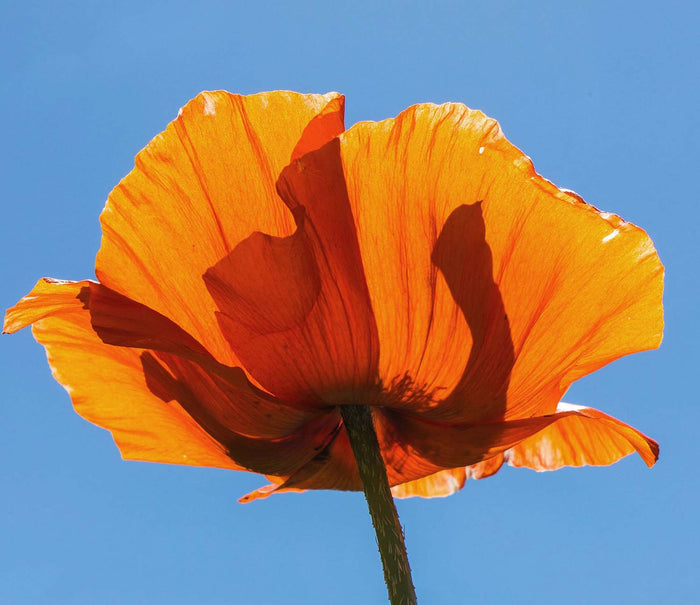 E-Book | In Harmony With Spring
