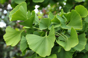 Ingredient Image