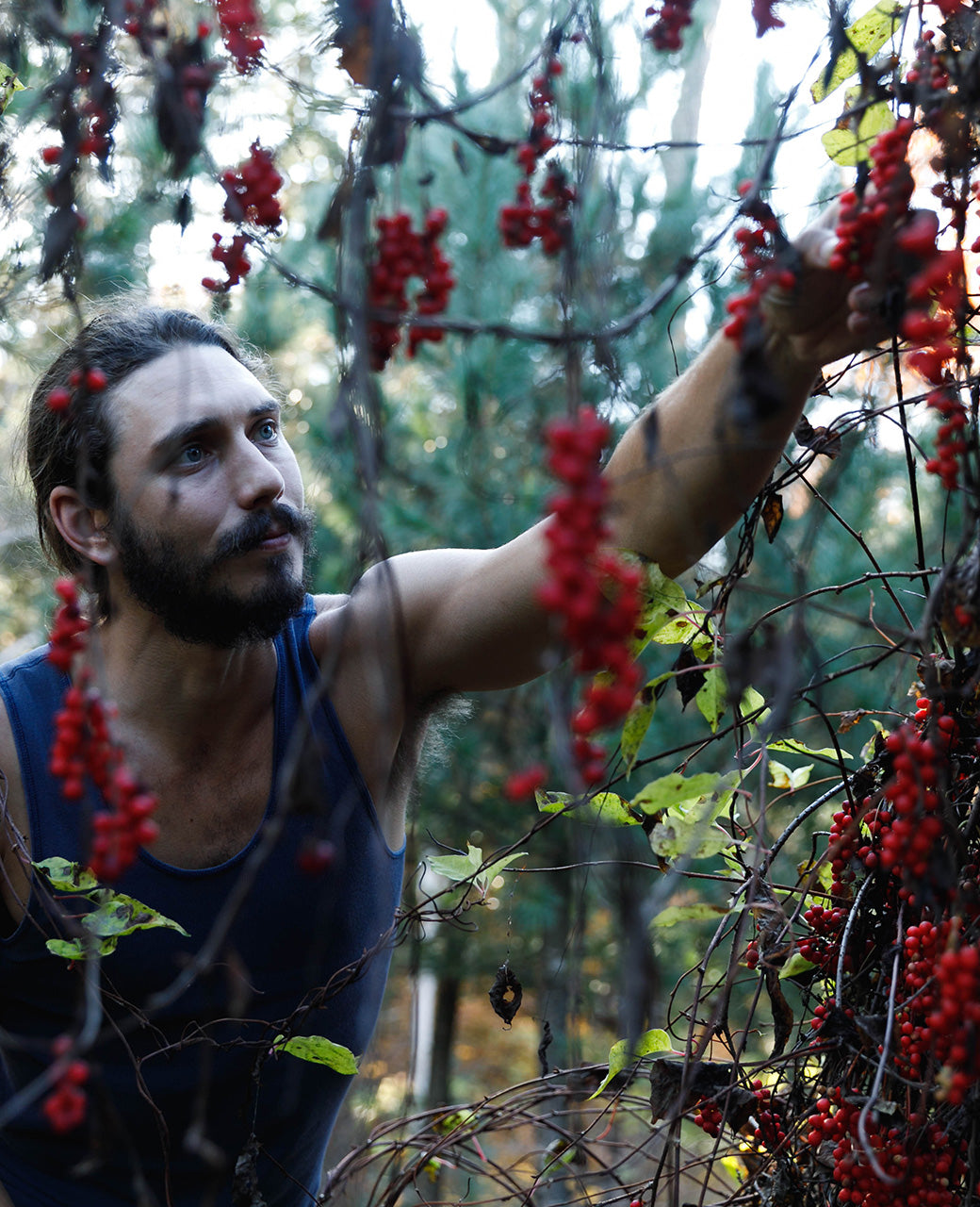Mason harvesting schisandra in the forest