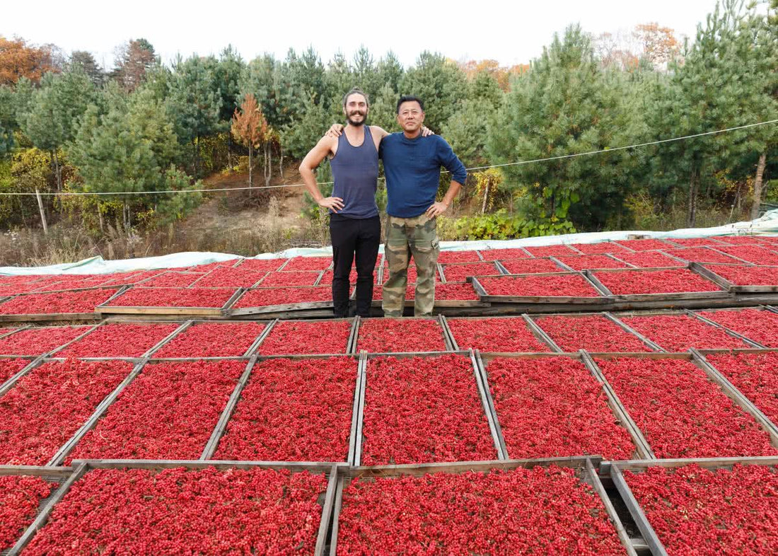 Mason at a Schisandra farm