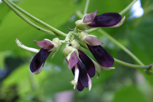 Ingredient Image
